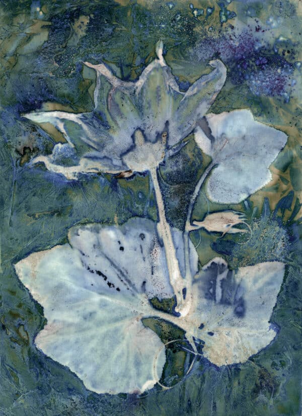 Butternut Squash Blossom