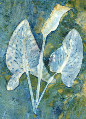 Calla Lily