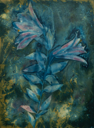 Cosmic Lily 2