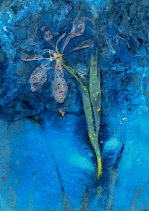 Water Iris