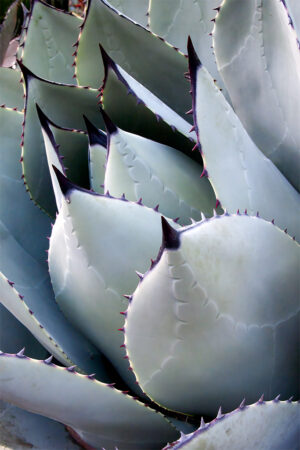 Agave Parryi