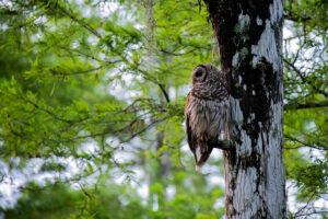 Barred Owl Louisiana