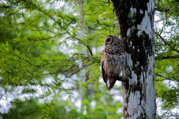 Barred Owl Louisiana