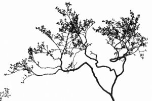 Desert Creosote in Profile