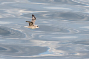 Flying - Northern Fulmar 2