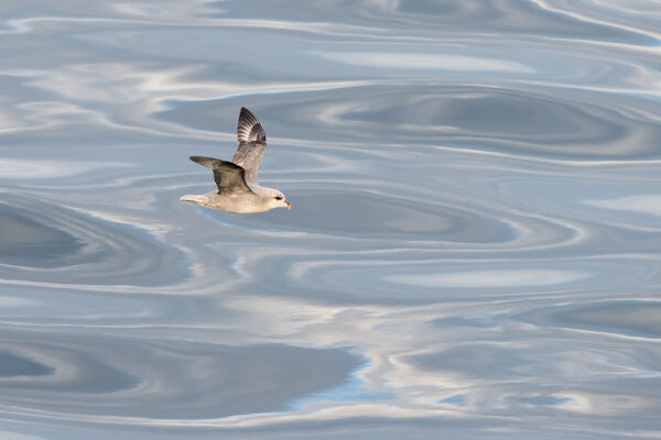 Flying - Northern Fulmar 2