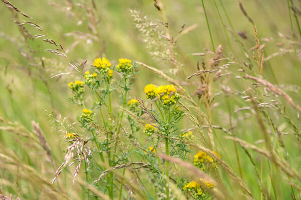 Grasslands of Edinburgh