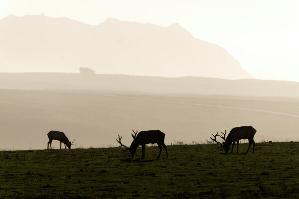 Grazing Tule Elk