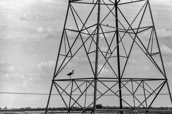 Heron and Tower