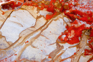 Red Alga's Niche