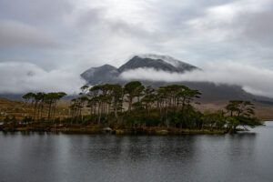 Trees Standing - Ireland