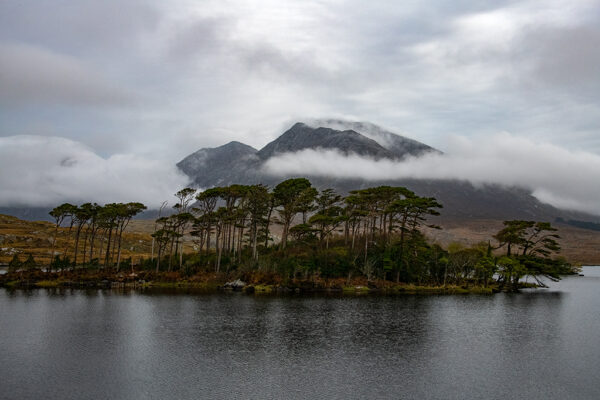Trees Standing - Ireland
