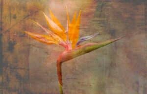 Doug Arnold - Bird of Paradise