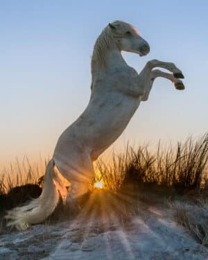Rich Brooks - Sunrise Stallion