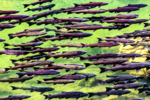 Ken Davis - Spring Run Salmon