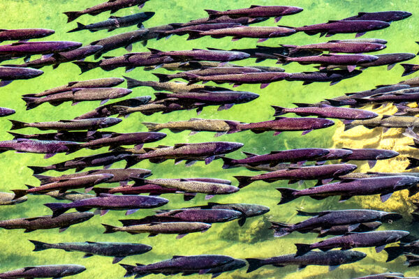 Ken Davis - Spring Run Salmon