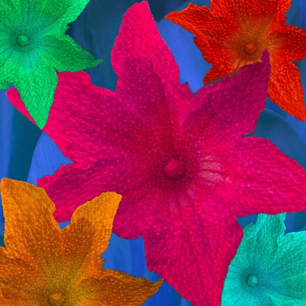 Claude Duplat - Rainbow Flowers