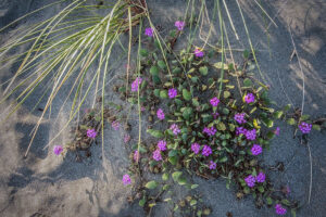 Kathleen Grady - Sandverbena