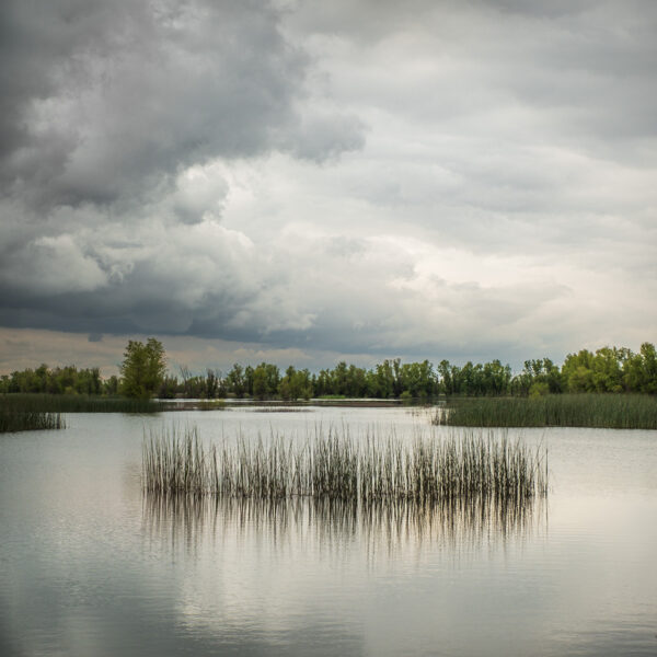Mark Howell - Pond, Reeds, Storm Clouds