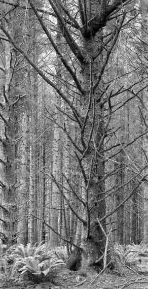 Gene Kennedy - Scruffy Trees, Trinidad, California