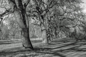 Carolyn McLeod - Late Afternoon Shadows in the Park
