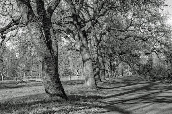 Carolyn McLeod - Late Afternoon Shadows in the Park