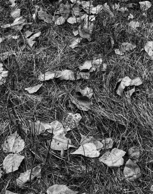 Jim McMahen - Fallen Leaves