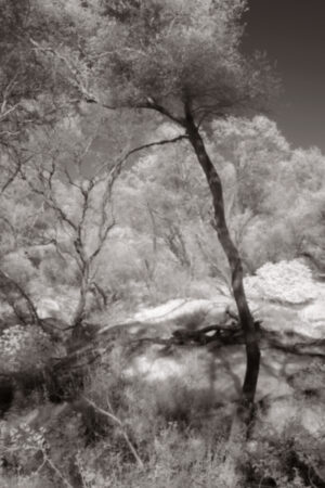 Judith Molle - Oak Woodland - Infrared, Fair Oaks, CA