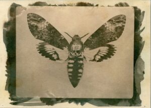 Judith Monroe - Death's-head Hawkmoth