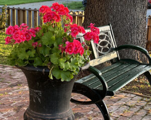 Robert Peffer - Flowers and bench