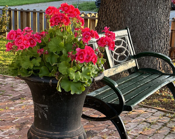 Robert Peffer - Flowers and bench