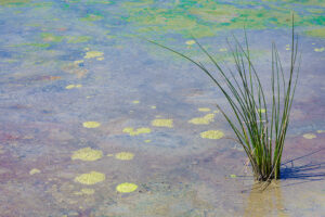 Victoria Ruderman - Iridescent Pond