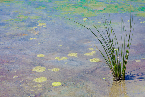 Victoria Ruderman - Iridescent Pond
