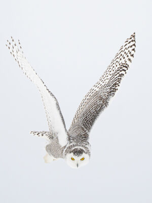 Kathleen Sewell - Snowy Owl in Focus