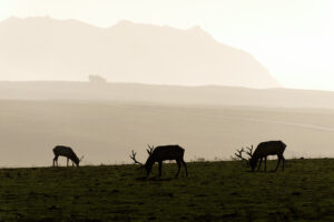 James Wilson - Grazing Tule Elk
