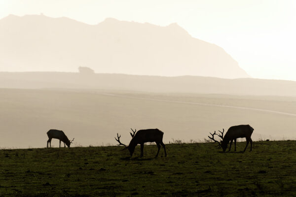 James Wilson - Grazing Tule Elk