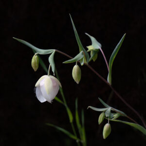 David Wong - Globe Lily
