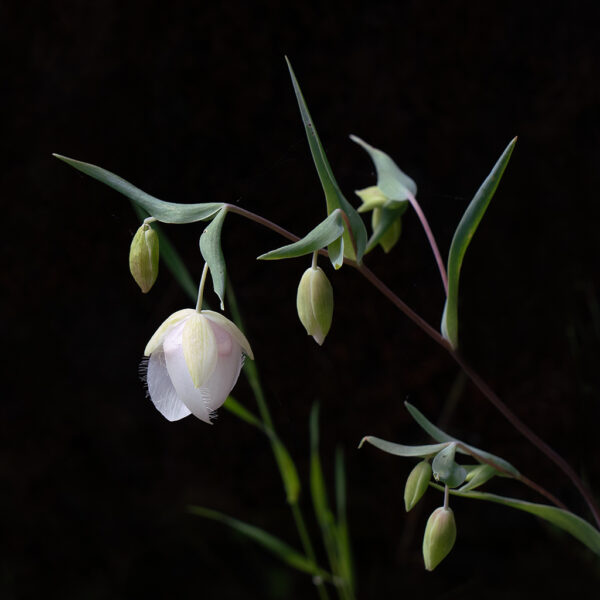 David Wong - Globe Lily