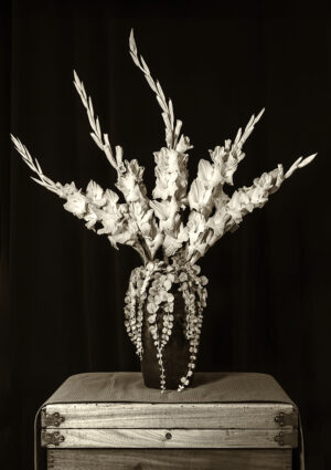Judy Yemma - Gladiola Study #2