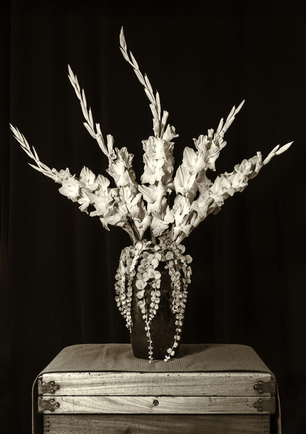 Judy Yemma - Gladiola Study #2