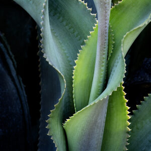 Succulent Leaves Unwinding