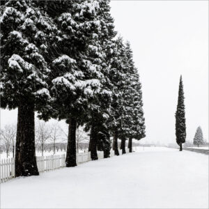 Snow and Tree Row, Apple Hill