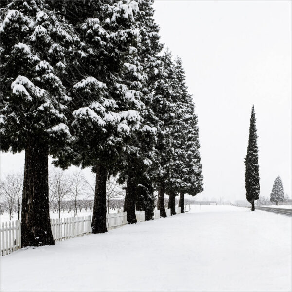 Snow and Tree Row, Apple Hill