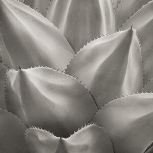 Pale Agave