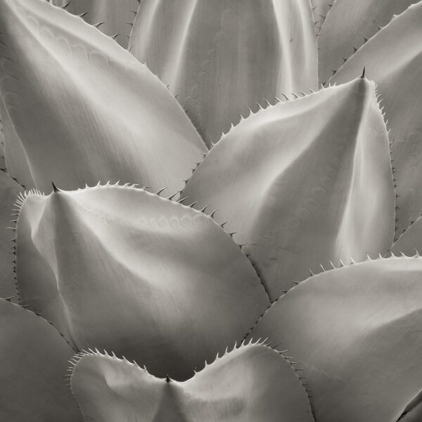 Pale Agave