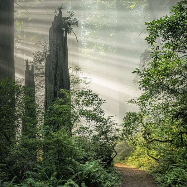 Snag and Godrays, Del Norte Coast Redwoods SP