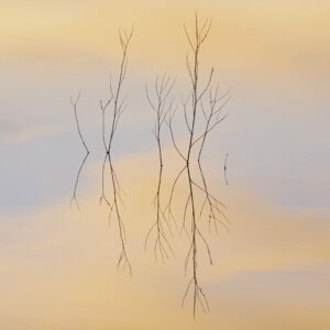 Bare Plants and Reflections, Yolo Bypass Wildlife Area