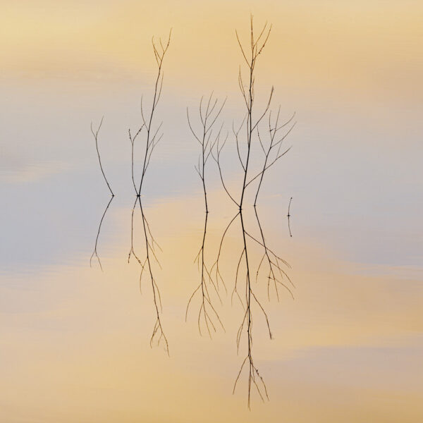 Bare Plants and Reflections, Yolo Bypass Wildlife Area