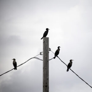 Three Cormorants and Another Cormorant