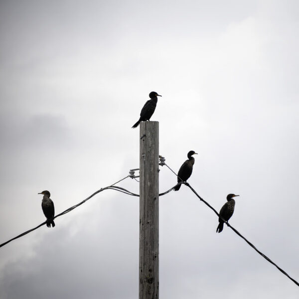 Three Cormorants and Another Cormorant